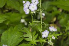 Miami Mist, Phacelia purshii Miami Mist, Phacelia purshii