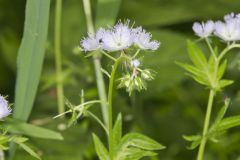 Miami Mist, Phacelia purshii Miami Mist, Phacelia purshii
