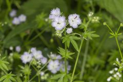Miami Mist, Phacelia purshii