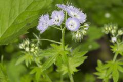 Miami Mist, Phacelia purshii Miami Mist, Phacelia purshii