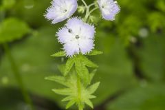 Miami Mist, Phacelia purshii Miami Mist, Phacelia purshii