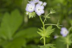 Miami Mist, Phacelia purshii Miami Mist, Phacelia purshii