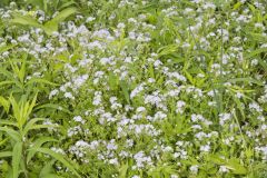 Miami Mist, Phacelia purshii Miami Mist, Phacelia purshii