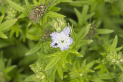 Miami Mist, Phacelia purshii Miami Mist, Phacelia purshii