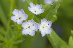 Miami Mist, Phacelia purshii Miami Mist, Phacelia purshii