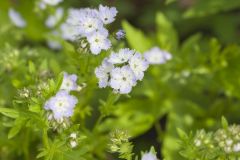 Miami Mist, Phacelia purshii Miami Mist, Phacelia purshii
