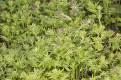 Miami Mist, Phacelia purshii Miami Mist, Phacelia purshii