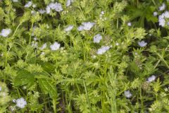 Miami Mist, Phacelia purshii Miami Mist, Phacelia purshii