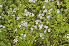 Miami Mist, Phacelia purshii Miami Mist, Phacelia purshii