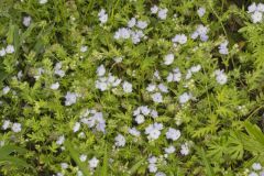 Miami Mist, Phacelia purshii Miami Mist, Phacelia purshii