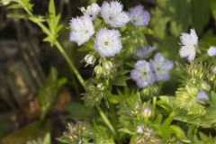 Miami Mist, Phacelia purshii Miami Mist, Phacelia purshii