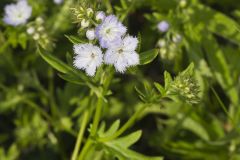 Miami Mist, Phacelia purshii Miami Mist, Phacelia purshii
