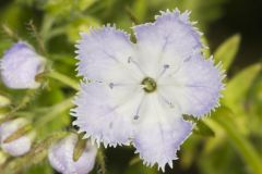 Miami Mist, Phacelia purshii Miami Mist, Phacelia purshii