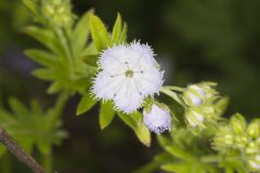 Miami Mist, Phacelia purshii Miami Mist, Phacelia purshii