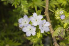 Miami Mist, Phacelia purshii Miami Mist, Phacelia purshii