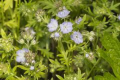 Miami Mist, Phacelia purshii Miami Mist, Phacelia purshii