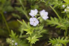 Miami Mist, Phacelia purshii Miami Mist, Phacelia purshii
