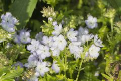 Miami Mist, Phacelia purshii Miami Mist, Phacelia purshii