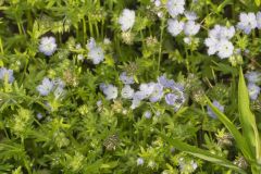 Miami Mist, Phacelia purshii Miami Mist, Phacelia purshii