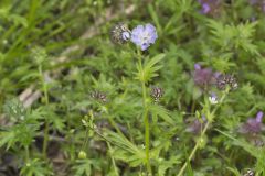 Miami Mist, Phacelia purshii Miami Mist, Phacelia purshii