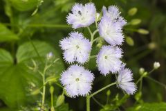 Miami Mist, Phacelia purshii Miami Mist, Phacelia purshii