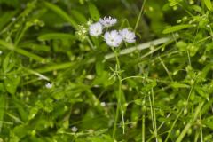 Miami Mist, Phacelia purshii Miami Mist, Phacelia purshii
