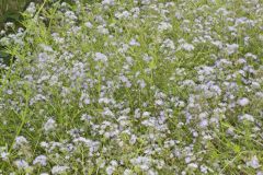 Miami Mist, Phacelia purshii Miami Mist, Phacelia purshii