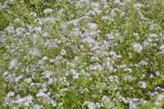 Miami Mist, Phacelia purshii Miami Mist, Phacelia purshii