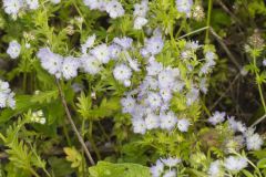 Miami Mist, Phacelia purshii Miami Mist, Phacelia purshii