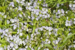 Miami Mist, Phacelia purshii Miami Mist, Phacelia purshii