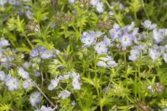 Miami Mist, Phacelia purshii Miami Mist, Phacelia purshii