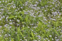 Miami Mist, Phacelia purshii Miami Mist, Phacelia purshii