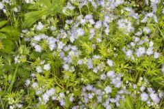 Miami Mist, Phacelia purshii Miami Mist, Phacelia purshii