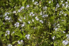 Miami Mist, Phacelia purshii Miami Mist, Phacelia purshii