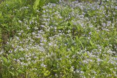 Miami Mist, Phacelia purshii Miami Mist, Phacelia purshii