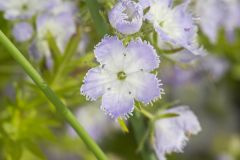 Miami Mist, Phacelia purshii Miami Mist, Phacelia purshii