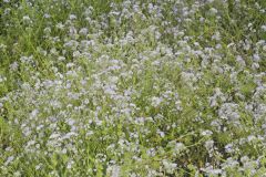 Miami Mist, Phacelia purshii Miami Mist, Phacelia purshii