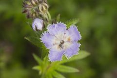 Miami Mist, Phacelia purshii Miami Mist, Phacelia purshii