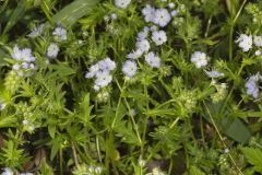 Miami Mist, Phacelia purshii Miami Mist, Phacelia purshii