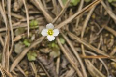 Michaux's Gladecress, Leavenworthia unifolia