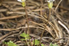 Michaux's Gladecress, Leavenworthia unifolia
