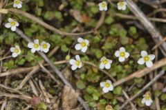 Michaux's Gladecress, Leavenworthia unifolia