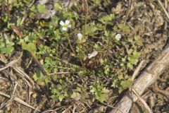 Michaux's Gladecress, Leavenworthia unifolia