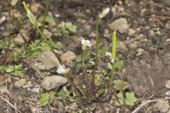 Michaux's Gladecress, Leavenworthia unifolia