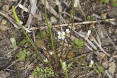 Michaux's Gladecress, Leavenworthia unifolia