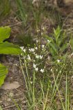 Michaux's Stitchwort, Minuartia michauxii