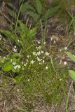 Michaux's Stitchwort, Minuartia michauxii