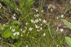Michaux's Stitchwort