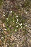 Michaux's Stitchwort, Minuartia michauxii