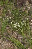 Michaux's Stitchwort, Minuartia michauxii